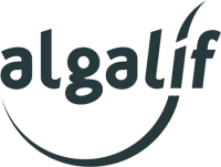 Algalif Algalif